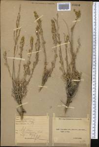 Полынь прутьевидная (Ledeb.) Poljakov, Средняя Азия и Казахстан, Северный и Центральный Казахстан (M10) (Казахстан)