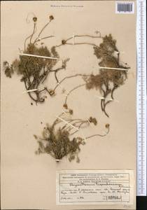 Псевдоглоссантис аулиеатинский (B. Fedtsch.) R.V. Kamelin, Средняя Азия и Казахстан, Западный Тянь-Шань и Каратау (M3) (Казахстан)