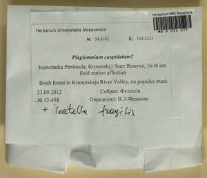 Plagiomnium cuspidatum (Hedw.) T.J. Kop., Гербарий мохообразных, Мхи - Чукотка и Камчатка (B21) (Россия)
