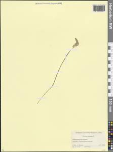 Бухарник шерстистый L., Кавказ, Ставропольский край, Карачаево-Черкесия, Кабардино-Балкария (K1b) (Россия)