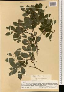 Ива Бебба, Ива Бэбба Sarg., Монголия (MONG) (Монголия)