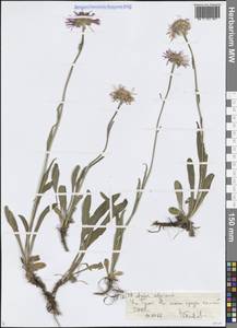 Астра альпийская L., Средняя Азия и Казахстан, Северный и Центральный Тянь-Шань (M4) (Киргизия)