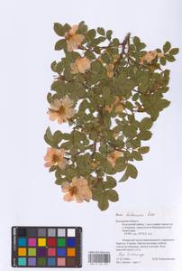 Шиповник бальзамический Besser, Восточная Европа, Центральный район (E4) (Россия)