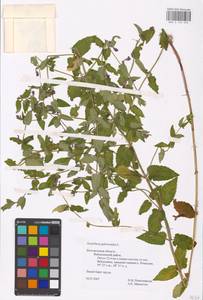 MHA 0 155 403, Шлемник обыкновенный L., Восточная Европа, Центральный лесостепной район (E6) (Россия)