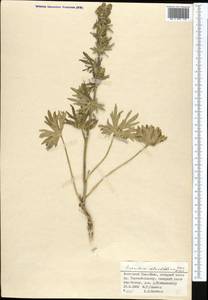 Борец круглолистный Kar. & Kir., Средняя Азия и Казахстан, Северный и Центральный Тянь-Шань (M4) (Киргизия)