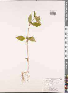 Пикульник красивый, Зябра Mill., Восточная Европа, Центральный район (E4) (Россия)