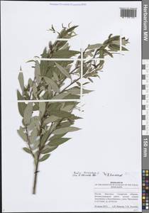 Ива трехтычинковая L., Восточная Европа, Средневолжский район (E8) (Россия)