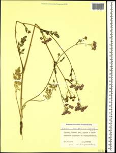 Тмин рассеченнолистный (M. Bieb.) Boiss., Кавказ, Грузия (K4) (Грузия)