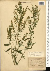 Genista tinctoria subsp. tinctoria, Кавказ, Черноморское побережье (от Новороссийска до Адлера) (K3) (Россия)