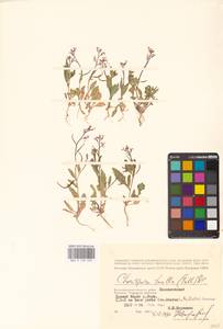 Хориспора нежная, Хориспора тоненькая (Pall.) DC., Восточная Европа, Нижневолжский район (E9) (Россия)