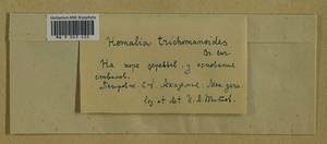 Homalia trichomanoides (Hedw.) Brid., Гербарий мохообразных, Мхи - Москва и Московская область (B6a) (Россия)