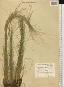 Ковыль Лессинга Trin. & Rupr., Восточная Европа, Южно-Украинский район (E12) (Украина)