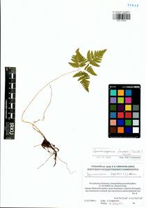 Голокучник иезский (Koidz.) Koidz., Сибирь, Прибайкалье и Забайкалье (S4) (Россия)