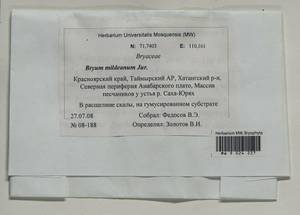 Imbribryum mildeanum (Jur.) J.R. Spence, Гербарий мохообразных, Мхи - Красноярский край, Тыва и Хакасия (B17) (Россия)