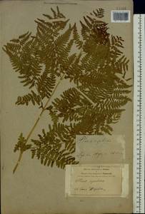 Pteridium aquilinum subsp. pinetorum (C. N. Page & R. R. Mill) J. A. Thomson, Восточная Европа, Центральный лесостепной район (E6) (Россия)
