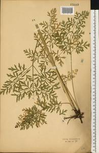 Silphiodaucus prutenicus subsp. prutenicus, Восточная Европа, Центральный лесостепной район (E6) (Россия)