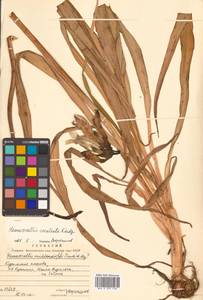 Hemerocallis middendorffii var. esculenta (Koidz.) Ohwi, Сибирь, Дальний Восток (S6) (Россия)