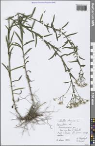 Achillea ptarmica subsp. ptarmica, Восточная Европа, Центральный лесной район (E5) (Россия)