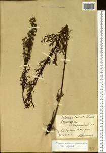 Полынь промежуточная Krasch. ex Poljak., Сибирь, Дальний Восток (S6) (Россия)