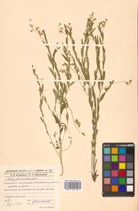 Истод сибирский L., Сибирь, Дальний Восток (S6) (Россия)