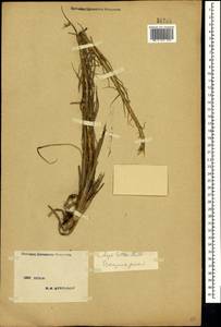 Асфоделина желтая (L.) Rchb., Крым (KRYM) (Россия)