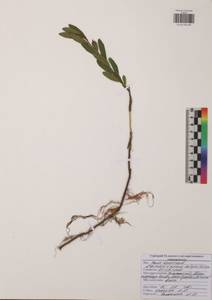 Хамедафна обыкновенная, Болотный мирт (L.) Moench, Восточная Европа, Центральный район (E4) (Россия)