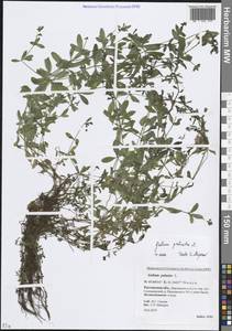 Подмаренник болотный L., Восточная Европа, Ростовская область (E12a) (Россия)