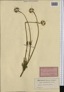 Cephalaria alpina (L.) Schrad., Западная Европа (EUR) (Швейцария)