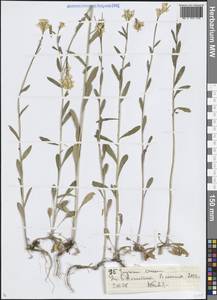 Желтушник шафранный Popov, Средняя Азия и Казахстан, Северный и Центральный Тянь-Шань (M4) (Казахстан)