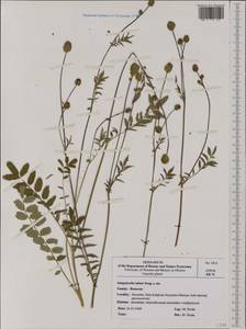 Poterium sanguisorba subsp. sanguisorba, Западная Европа (EUR) (Польша)
