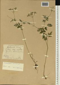 Бутень опьяняющий L., Восточная Европа, Молдавия (E13a) (Молдавия)