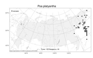 Poa platyantha, Мятлик плоскоцветковый Kom., Атлас флоры России (FLORUS) (Россия)