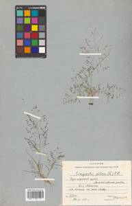 Полевичка волосистая (L.) P.Beauv., Сибирь, Дальний Восток (S6) (Россия)