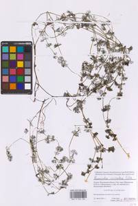 Водяной лютик завитой, Шелковник завитой Sibth., Восточная Европа, Московская область и Москва (E4a) (Россия)