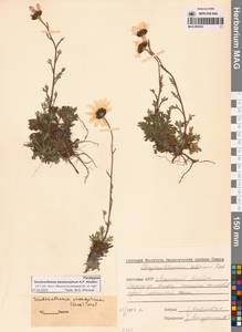 Chrysanthemum zawadzkii subsp. peleiolepis (Trautv.) Zuev, Сибирь, Якутия (S5) (Россия)