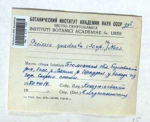 Marchantia quadrata Scop., Гербарий мохообразных, Мхи - Западная Сибирь (включая Алтай) (B15) (Россия)
