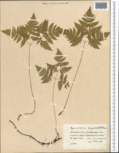Голокучник обыкновенный (L.) Newman, Средняя Азия и Казахстан, Северный и Центральный Казахстан (M10) (Казахстан)