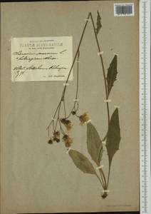Hieracium caesium subsp. laeticolor Almq., Западная Европа (EUR) (Швеция)