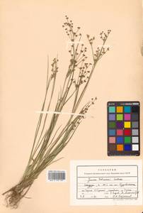 Juncus articulatus subsp. articulatus, Сибирь, Дальний Восток (S6) (Россия)