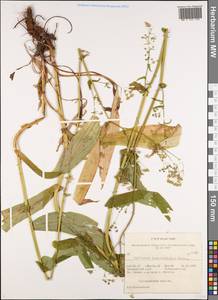 Bupleurum longeradiatum Turcz., Сибирь, Дальний Восток (S6) (Россия)