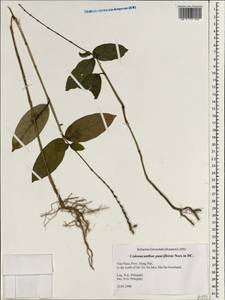 Codonacanthus pauciflorus (Wall. ex Nees) Nees, Зарубежная Азия (ASIA) (Вьетнам)