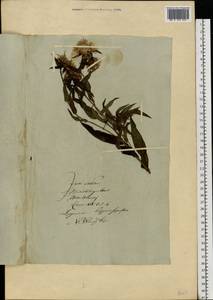 Pentanema salicinum subsp. salicinum, Восточная Европа, Литва (E2a) (Литва)