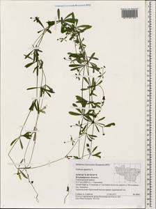 Подмаренник цепкий L., Восточная Европа, Центральный район (E4) (Россия)