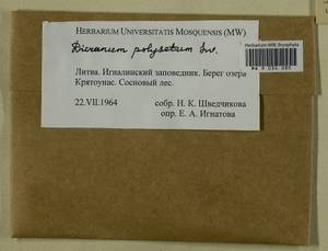 Dicranum polysetum Sw., Гербарий мохообразных, Мхи - Прибалтика (B1) (Литва)
