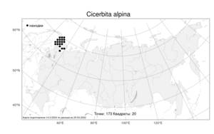 Cicerbita alpina, Цицербита альпийская (L.) Wallr., Атлас флоры России (FLORUS) (Россия)