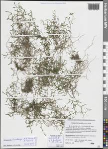 Selaginella baodongii M.H.Zhang & Q.P.Xiang, Сибирь, Дальний Восток (S6) (Россия)