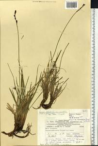 Carex bigelowii subsp. ensifolia (Turcz. ex Gorodkov) Holub, Восточная Европа, Восточный район (E10) (Россия)