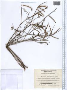 Астрагал ненадежный Lipsky, Кавказ, Северная Осетия, Ингушетия и Чечня (K1c) (Россия)