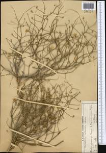 Вьюнок седоватый Schrenk, Средняя Азия и Казахстан, Муюнкумы, Прибалхашье и Бетпак-Дала (M9) (Казахстан)