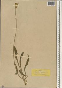 Кульбаба сильношероховатая (Willd.) Boiss. ex Ball, Зарубежная Азия (ASIA) (Турция)